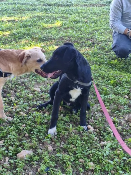 Athos cerca casa | Foto 0