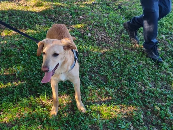 Aramis cerca casa | Foto 3