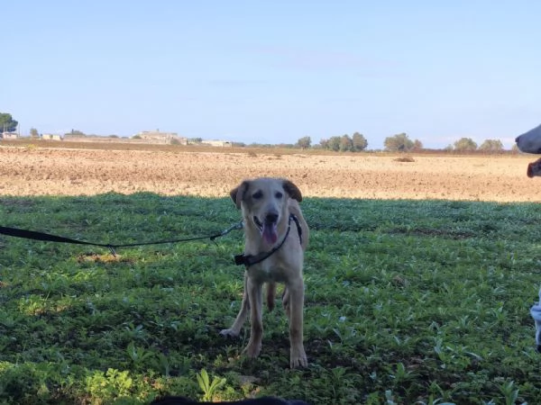 Aramis cerca casa | Foto 0