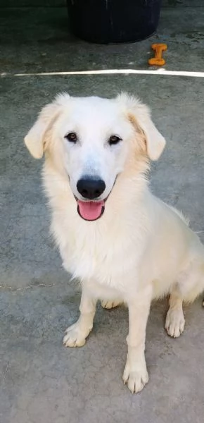 Kobe vi aspetta | Foto 1