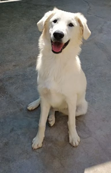 Kobe vi aspetta | Foto 0