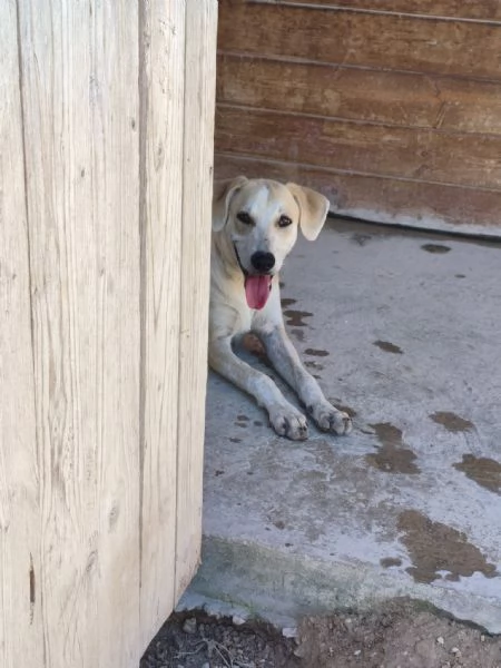 Gea cerca casa | Foto 1