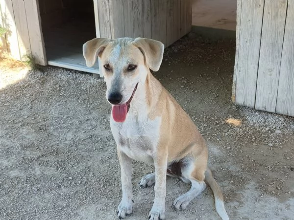 Gea cerca casa | Foto 0