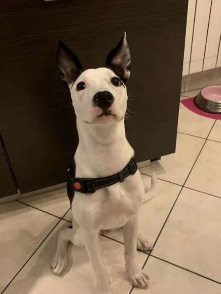 zoe cucciola mista pitbull di 10 mesi