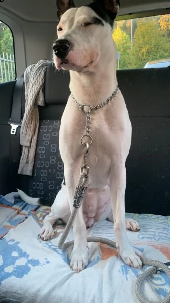zoe cucciola mista pitbull di 10 mesi | Foto 3