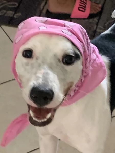 zoe cucciola mista pitbull di 10 mesi | Foto 2