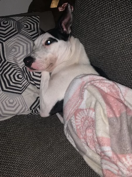 zoe cucciola mista pitbull di 10 mesi | Foto 1