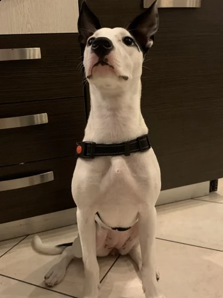 zoe cucciola mista pitbull di 10 mesi | Foto 0