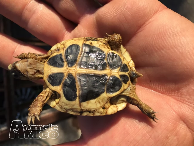 Vendita Cucciolo Testudo Hermanni Da Privato A Monza E Brianza Tartarughe Di Terra