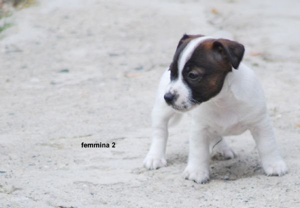 Vendita Cucciolo Jack Russel Da Privato A Alessandria Cucciola Di
