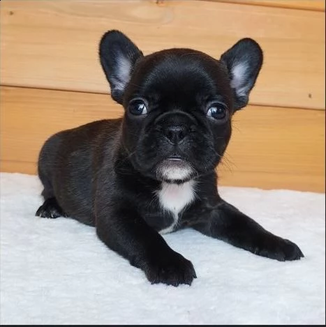 disponibili cuccioli di bouledogue francese