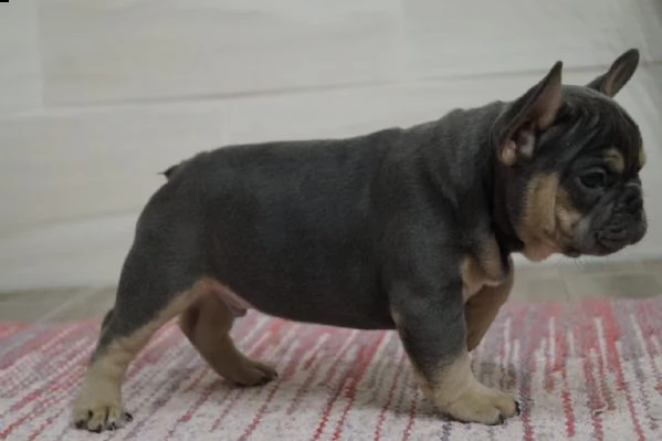 bouledogue francese cuccioli con pedigree enci | Foto 5