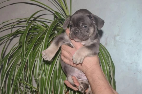 bouledogue francese cuccioli con pedigree enci | Foto 4