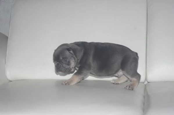 bouledogue francese cuccioli con pedigree enci | Foto 3