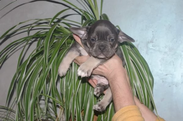 bouledogue francese cuccioli con pedigree enci | Foto 2