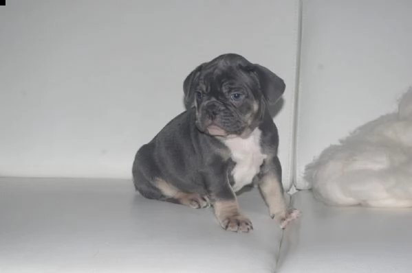 bouledogue francese cuccioli con pedigree enci