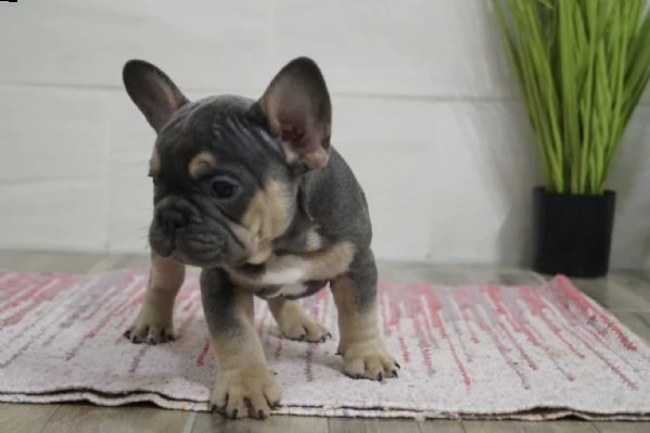 bouledogue francese cuccioli con pedigree enci | Foto 0