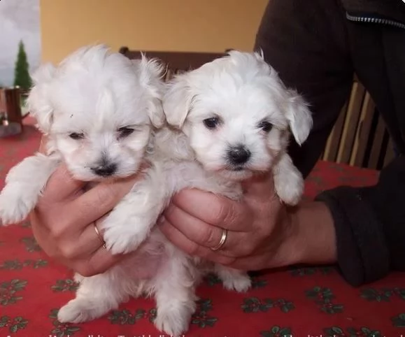cuccioli maltesi toy taglia molto piccola 