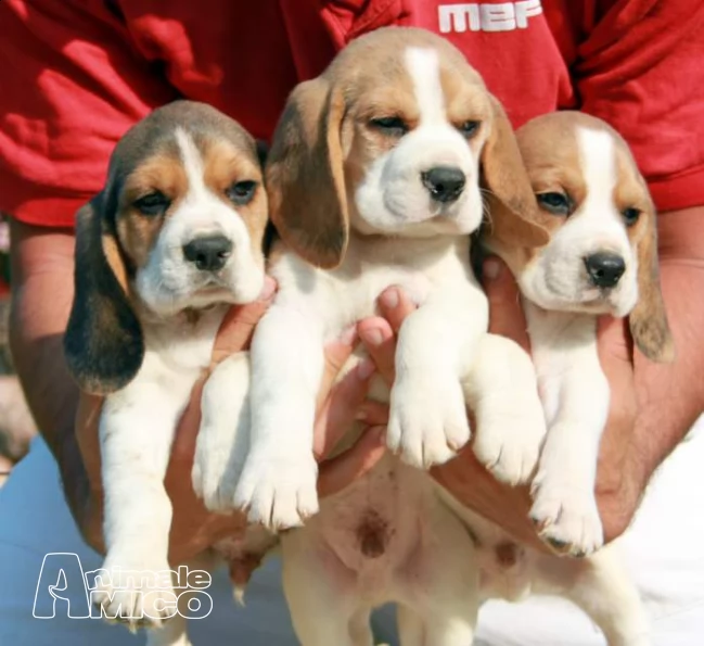 splendidi cuccioli di beagle 