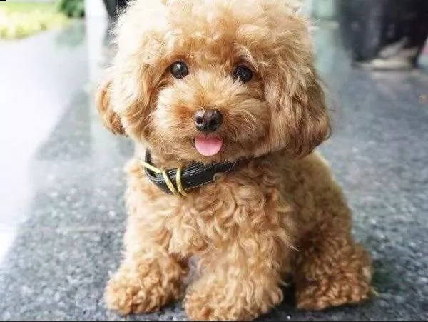 cuccioli di barboncino toy