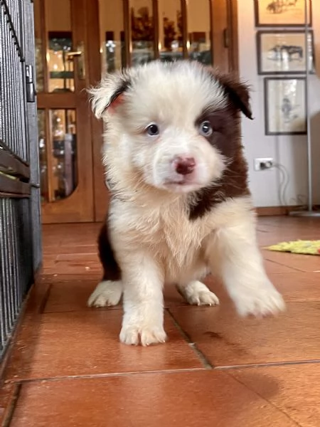 splendidi cuccioli di border collie | Foto 6