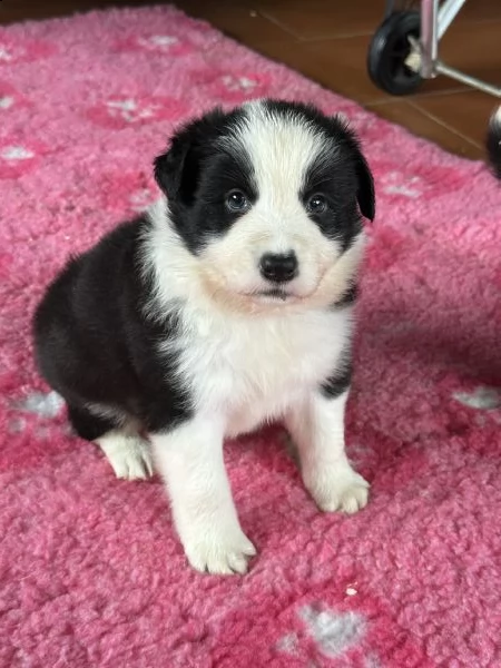 splendidi cuccioli di border collie | Foto 5