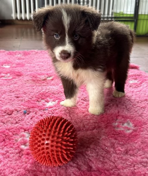 splendidi cuccioli di border collie | Foto 4