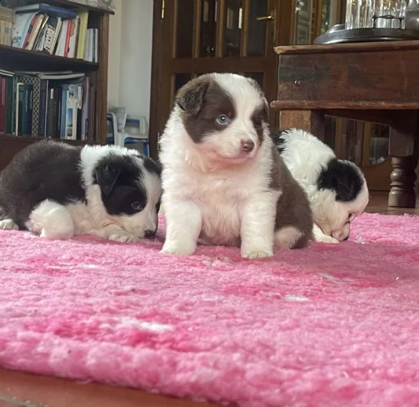 splendidi cuccioli di border collie | Foto 3