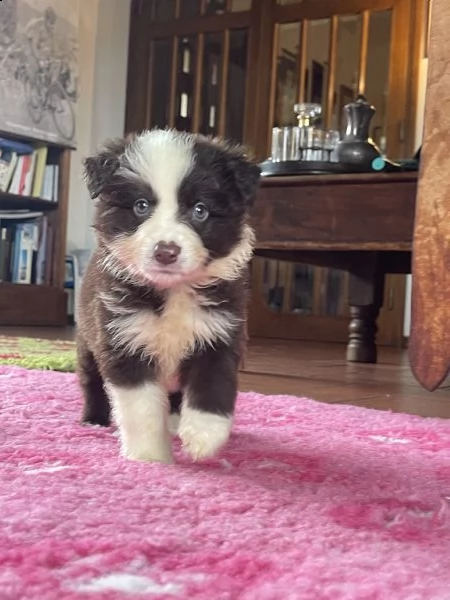 splendidi cuccioli di border collie | Foto 2