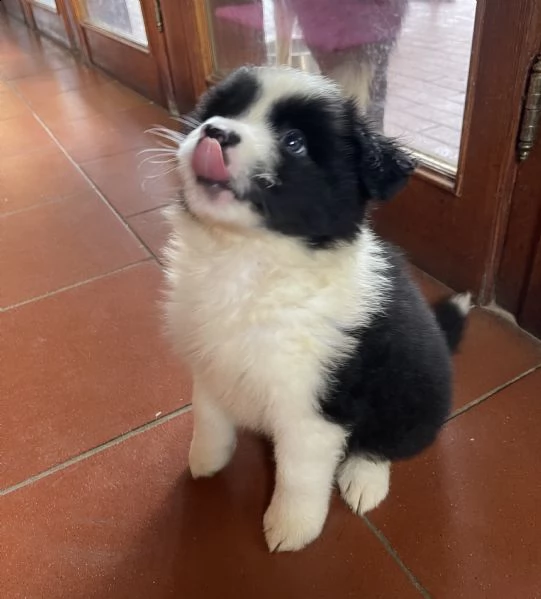 splendidi cuccioli di border collie | Foto 1