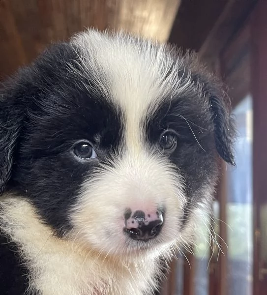 splendidi cuccioli di border collie | Foto 0