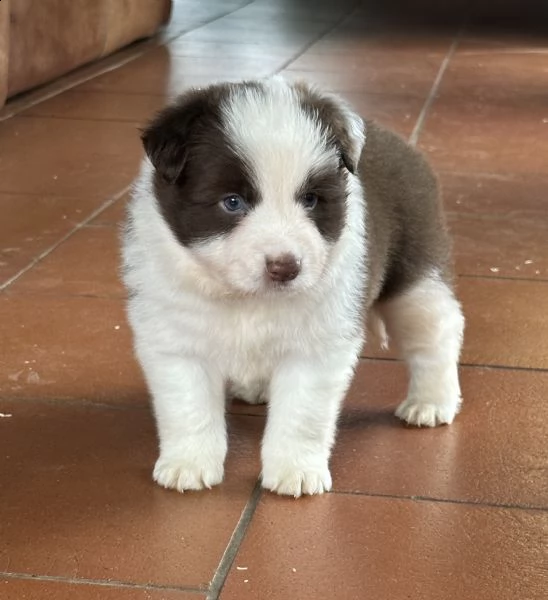 splendidi cuccioli di border collie