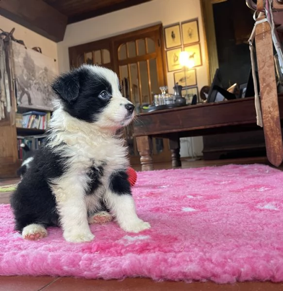 vendesi cuccioli di alta genealogia | Foto 4