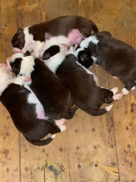 vendesi cuccioli di alta genealogia | Foto 3