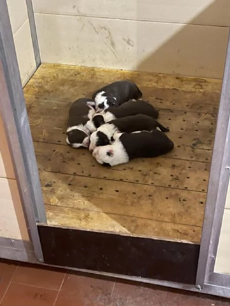 vendesi cuccioli di alta genealogia | Foto 2