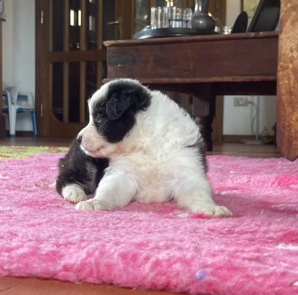 vendesi cuccioli di alta genealogia | Foto 0