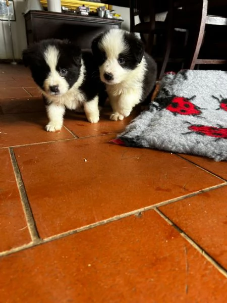 BORDER COLLIE CUCCIOLI DI ALTA GENEALOGIA | Foto 4