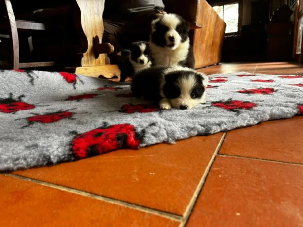 BORDER COLLIE CUCCIOLI DI ALTA GENEALOGIA | Foto 3
