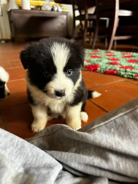 BORDER COLLIE CUCCIOLI DI ALTA GENEALOGIA | Foto 2