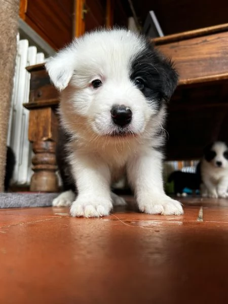BORDER COLLIE CUCCIOLI DI ALTA GENEALOGIA | Foto 1