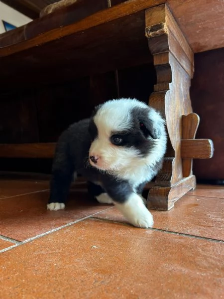 BORDER COLLIE CUCCIOLI DI ALTA GENEALOGIA