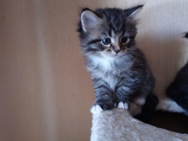 Vendita Cucciolo Siberiano Da Privato A Novara Cuccioli Di Gatto
