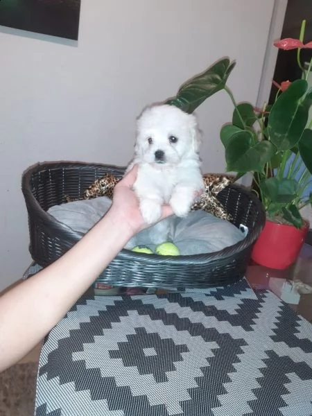 meravigliosi cuccioli di maltese | Foto 1