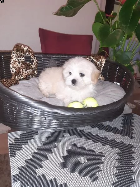 meravigliosi cuccioli di maltese | Foto 0