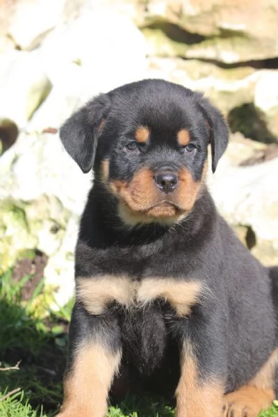 MERAVIGLIOSO MASCHIO ROTTWEILER CON PEDIGREE ENCI