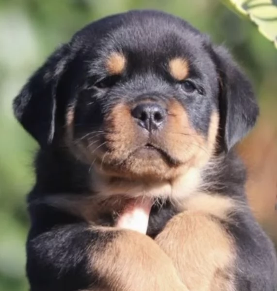 ROTTWEILER CUCCIOLI CON PEDIGREE ENCI 