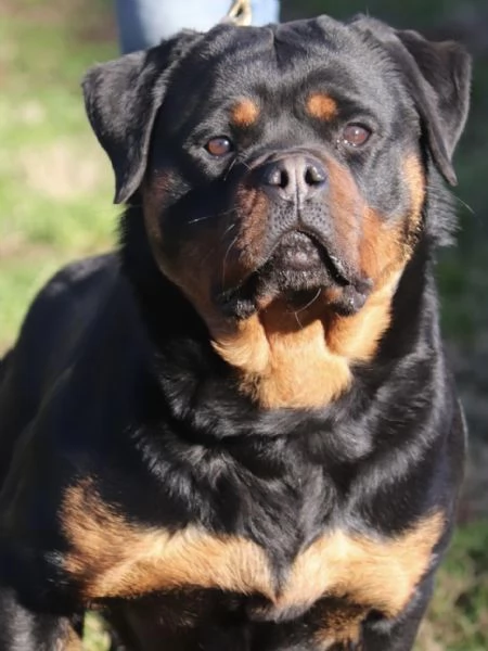 ROTTWEILER CUCCIOLI CON PEDIGREE ENCI  | Foto 1