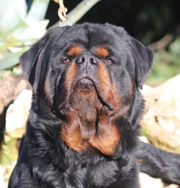 ROTTWEILER CUCCIOLI CON PEDIGREE ENCI  | Foto 0