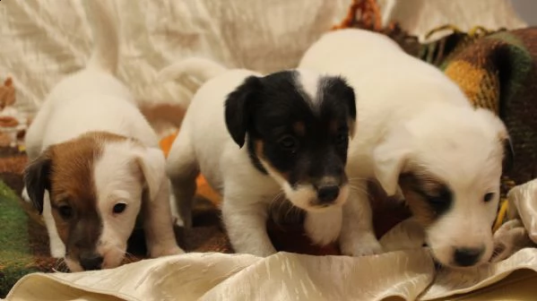 cucciolo fox terrier, pelo liscio | Foto 3