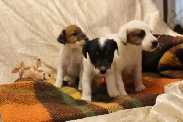 cucciolo fox terrier, pelo liscio